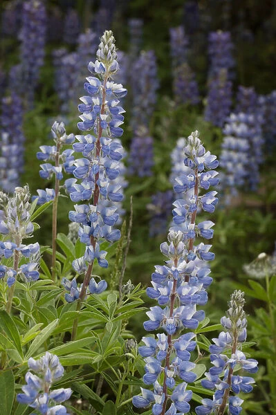 USA, Colorado, Gunnison National Forest. Lupine flowers in San Juan Mountains
