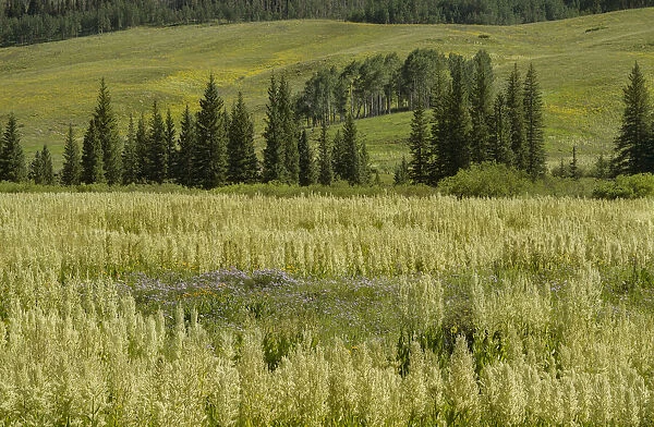 USA, Colorado, Gunnison National Forest. Cornhusk lilies in mountain meadow