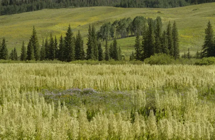 Framed Print : USA, Colorado, Gunnison National Forest. Cornhusk lilies in mountain meadow