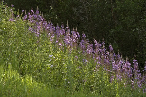 USA, Colorado, Gunnison National Forest. Fireweed flowers