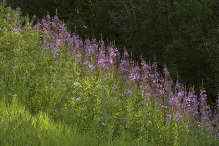 Framed Print : USA, Colorado, Gunnison National Forest. Fireweed flowers