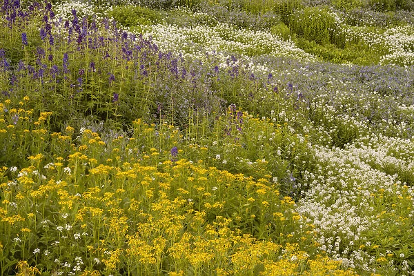 USA, Colorado, Gunnison National Forest. Field of wildflowers