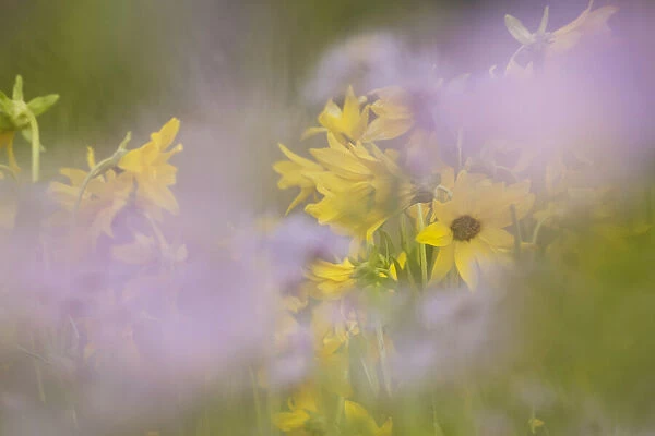 USA, Colorado, Gunnison National Forest. Mule-ears and aster flowers abstract