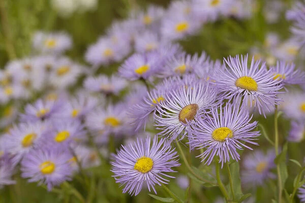 USA, Colorado, Gunnison National Forest. Showy daisy flowers close-up