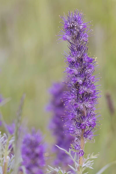 USA, Colorado, Gunnison National Forest. Purple fringe flower close-up