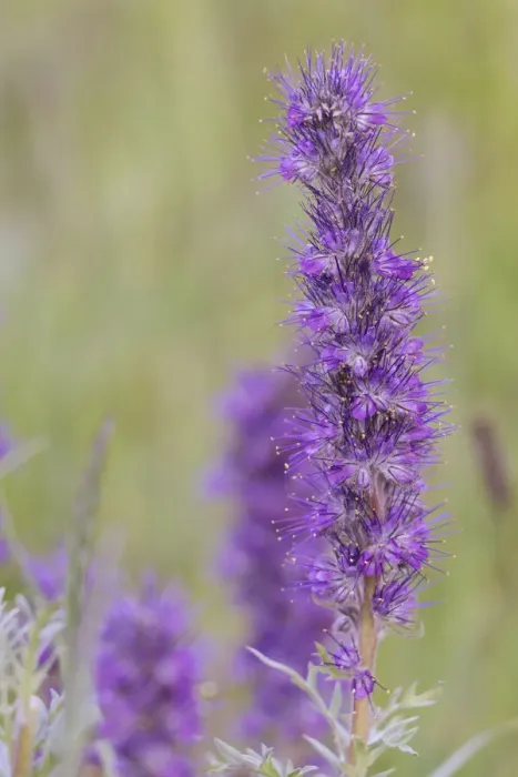Framed Print : USA, Colorado, Gunnison National Forest. Purple fringe flower close-up Framed Print : USA, Colorado, Gunnison National Forest. Purple fringe flower close-up