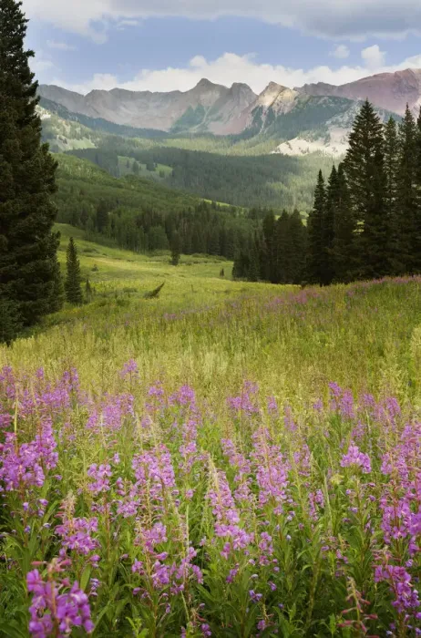 Framed Print : USA, Colorado, Gunnison National Forest. Fireweeds in mountain meadow
