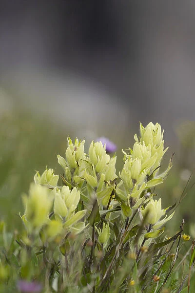 USA, Colorado, Gunnison National Forest. Yellow paintbrush flowers close-up