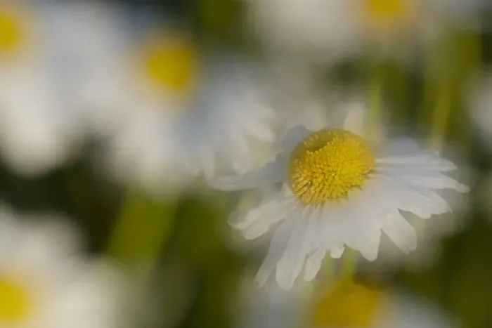 Framed Print : USA, Colorado, Gunnison National Forest. Wild chamomile flower abstract Framed Print : USA, Colorado, Gunnison National Forest. Wild chamomile flower abstract
