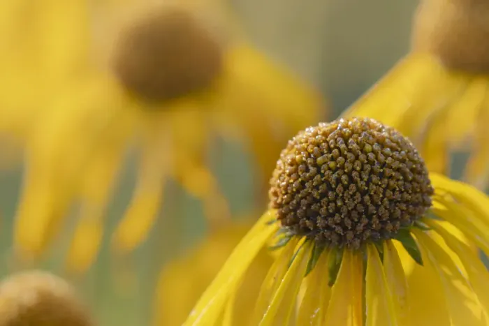 Framed Print : USA, Colorado, Gunnison National Forest. Orange sneezeweed flowers close-up