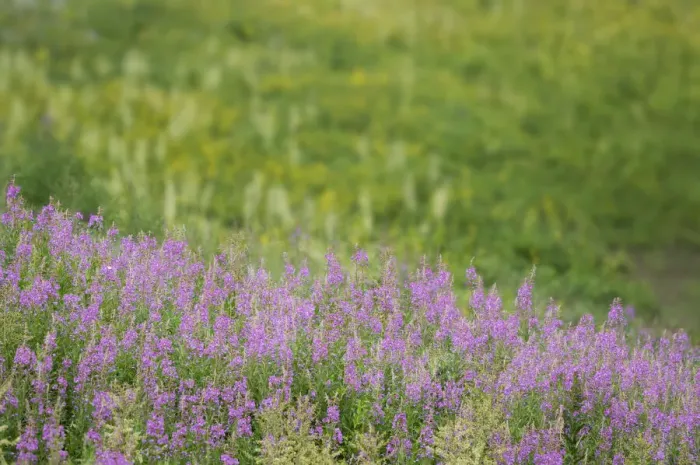 Framed Print : USA, Colorado, Gunnison National Forest. Fireweeds in mountain meadow