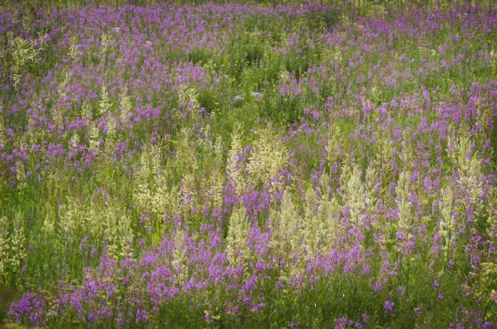 Framed Print : USA, Colorado, Gunnison National Forest. Fireweeds in mountain meadow