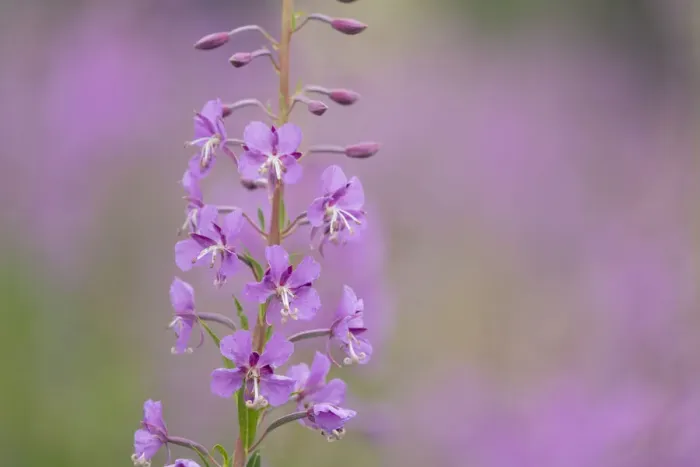 Framed Print : USA, Colorado, Gunnison National Forest. Fireweed flowers close-up Framed Print : USA, Colorado, Gunnison National Forest. Fireweed flowers close-up