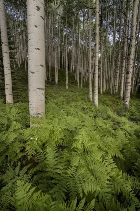 Framed Print : USA, Colorado, Gunnison National Forest. Aspen trees and western bracken ferns in forest Framed Print : USA, Colorado, Gunnison National Forest. Aspen trees and western bracken ferns in forest
