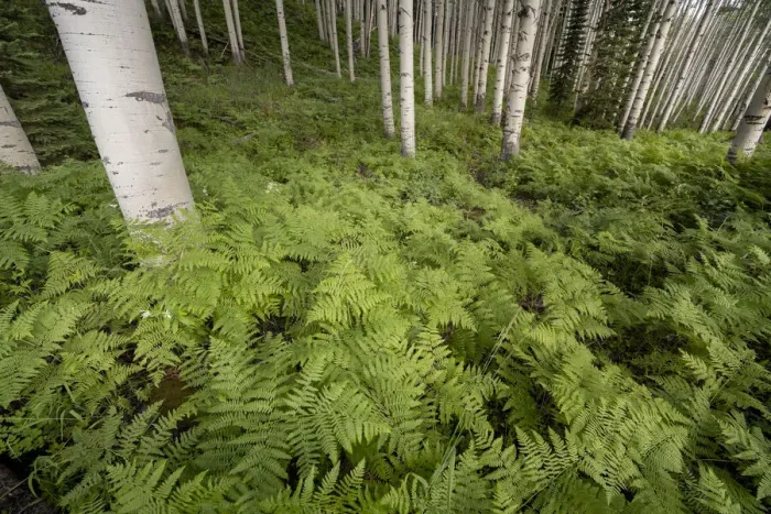 Framed Print : USA, Colorado, Gunnison National Forest. Aspen trees and western bracken ferns in forest
