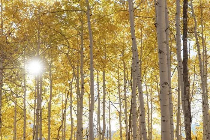 Framed Print : USA, Colorado, Gunnison National Forest. Sunburst on aspen grove Framed Print : USA, Colorado, Gunnison National Forest. Sunburst on aspen grove