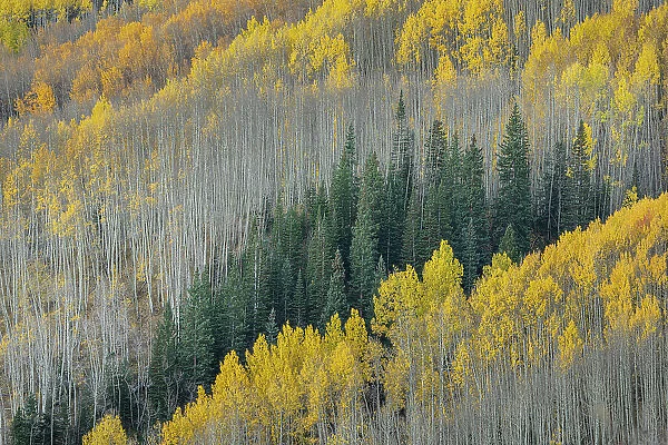 USA, Colorado, Gunnison National Forest. Aspen forest in West Elk Wilderness