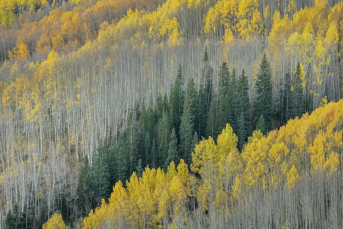 Framed Print : USA, Colorado, Gunnison National Forest. Aspen forest in West Elk Wilderness