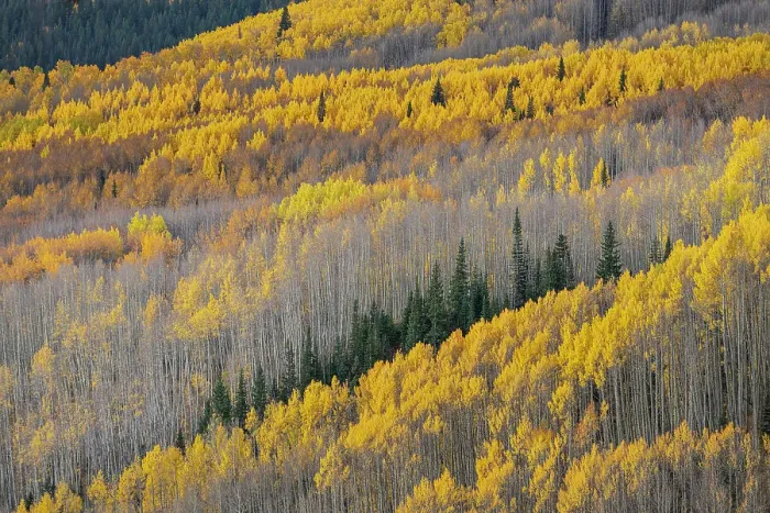 Framed Print : USA, Colorado, Gunnison National Forest. Aspen forest in West Elk Wilderness Framed Print : USA, Colorado, Gunnison National Forest. Aspen forest in West Elk Wilderness