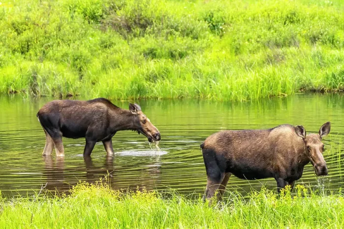 Framed Print : USA, Colorado, Gunnison National Forest. Moose feeding in lake Framed Print : USA, Colorado, Gunnison National Forest. Moose feeding in lake
