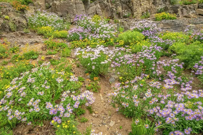 Framed Print : USA, Colorado, Gunnison National Forest. Wildflowers amid rocks Framed Print : USA, Colorado, Gunnison National Forest. Wildflowers amid rocks