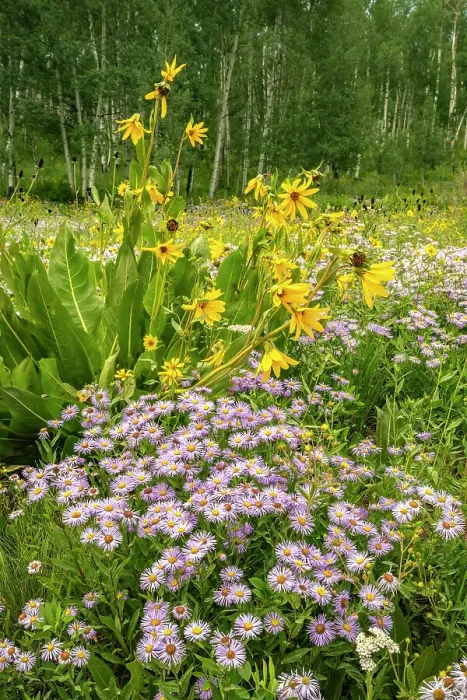 Framed Print : USA, Colorado, Gunnison National Forest. Meadow with asters and mule ears flowers Framed Print : USA, Colorado, Gunnison National Forest. Meadow with asters and mule ears flowers