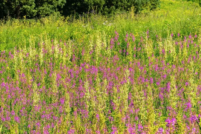 Framed Print : USA, Colorado, Gunnison National Forest. Field with fireweed blossoms Framed Print : USA, Colorado, Gunnison National Forest. Field with fireweed blossoms