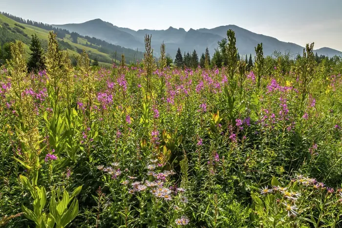 Framed Print : USA, Colorado, Gunnison National Forest. Fireweed in mountain meadow Framed Print : USA, Colorado, Gunnison National Forest. Fireweed in mountain meadow