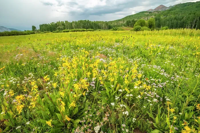 Framed Print : USA, Colorado, Gunnison National Forest. Meadow with wildflowers Framed Print : USA, Colorado, Gunnison National Forest. Meadow with wildflowers
