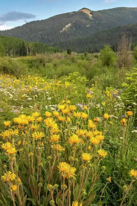 Framed Print : USA, Colorado, Gunnison National Forest. Wildflowers in meadow