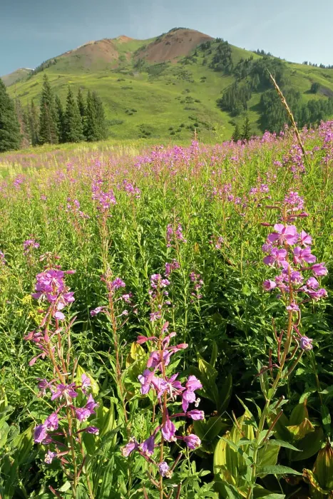 Framed Print : USA, Colorado, Gunnison National Forest. Fireweed in mountain meadow