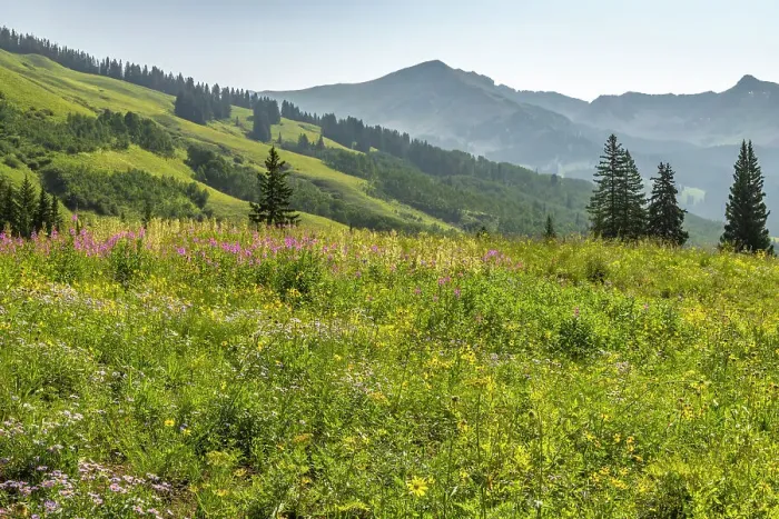 Framed Print : USA, Colorado, Gunnison National Forest. Wildflowers in mountain meadow Framed Print : USA, Colorado, Gunnison National Forest. Wildflowers in mountain meadow