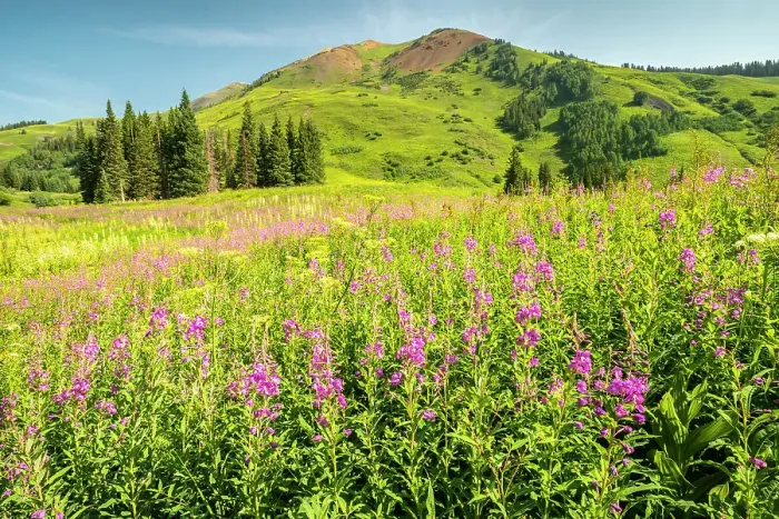 Framed Print : USA, Colorado, Gunnison National Forest. Fireweed in mountain meadow Framed Print : USA, Colorado, Gunnison National Forest. Fireweed in mountain meadow