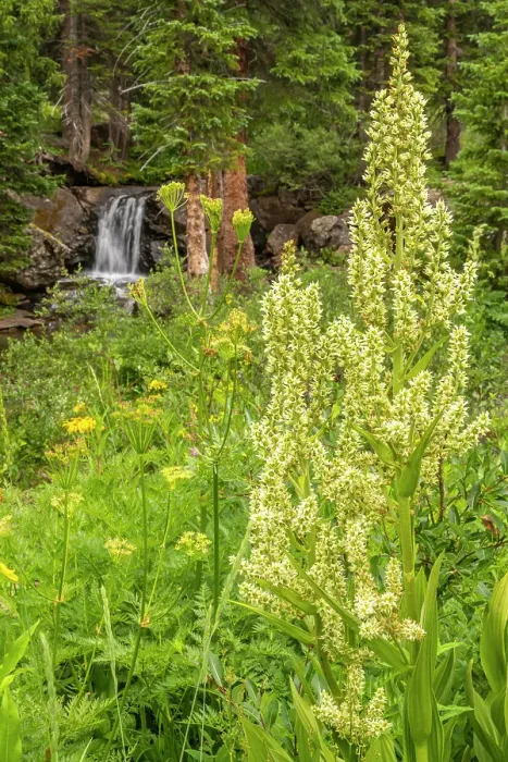 Framed Print : USA, Colorado, Gunnison National Forest. Waterfall and corn lily plant Framed Print : USA, Colorado, Gunnison National Forest. Waterfall and corn lily plant