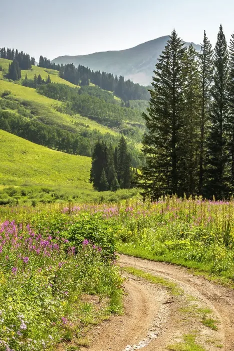 Framed Print : USA, Colorado, Gunnison National Forest. Fireweed and road in mountain meadow