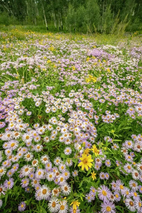Framed Print : USA, Colorado, Gunnison National Forest. Meadow with asters and mule ears flowers Framed Print : USA, Colorado, Gunnison National Forest. Meadow with asters and mule ears flowers