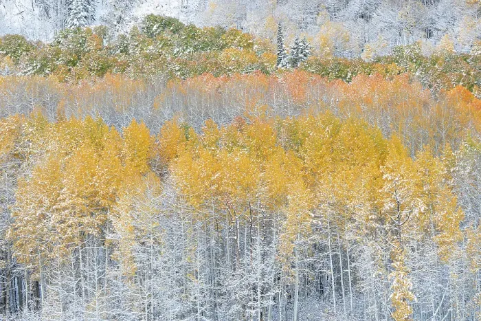 Framed Print : USA, Colorado, Gunnison National Forest. Snow-covered forest in autumn. ©Don Grall  /  Jaynes Gallery  /  DanitaDelimont.com