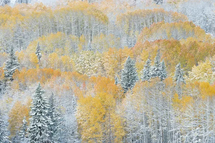 Framed Print : USA, Colorado, Gunnison National Forest. Snow-covered forest in autumn. ©Don Grall  /  Jaynes Gallery  /  DanitaDelimont.com