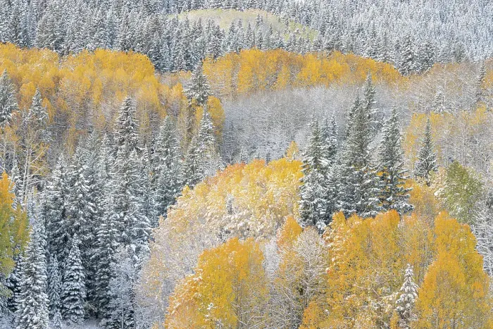 Framed Print : USA, Colorado, Gunnison National Forest. Snow-covered forest in autumn. ©Don Grall / Jaynes Gallery / DanitaDelimont.com Framed Print : USA, Colorado, Gunnison National Forest. Snow-covered forest in autumn. ©Don Grall / Jaynes Gallery / DanitaDelimont.com