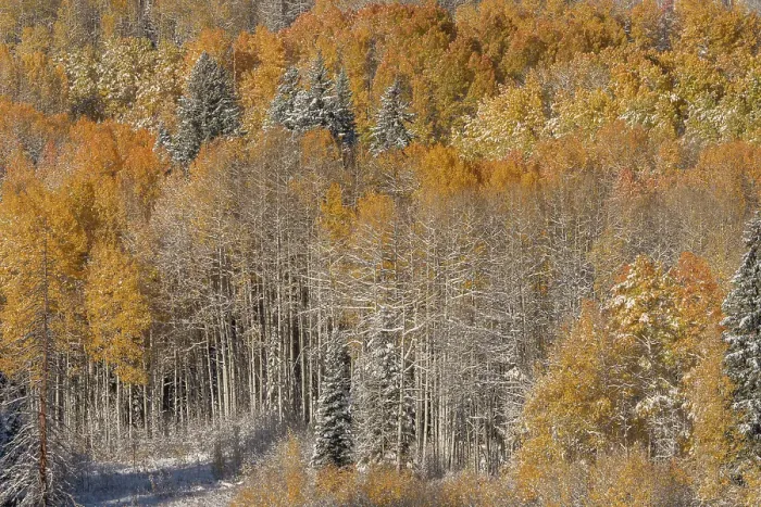 Framed Print : USA, Colorado, Gunnison National Forest. Snow-covered forest in autumn. ©Don Grall / Jaynes Gallery / DanitaDelimont.com Framed Print : USA, Colorado, Gunnison National Forest. Snow-covered forest in autumn. ©Don Grall / Jaynes Gallery / DanitaDelimont.com