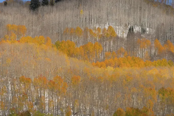 Framed Print : USA, Colorado, Gunnison National Forest. Aspen forest in autumn. ©Don Grall  /  Jaynes Gallery  /  DanitaDelimont.com