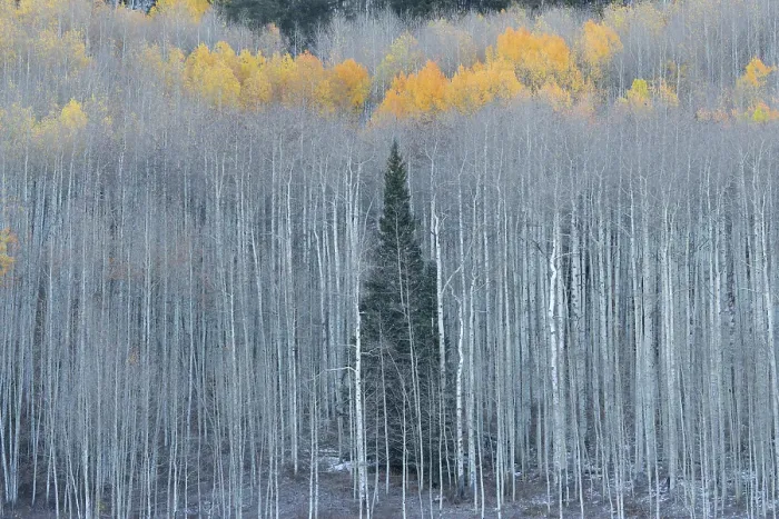 Framed Print : USA, Colorado, Gunnison National Forest. Aspen trees with yellow tops in autumn. ©Don Grall / Jaynes Gallery / DanitaDelimont.com Framed Print : USA, Colorado, Gunnison National Forest. Aspen trees with yellow tops in autumn. ©Don Grall / Jaynes Gallery / DanitaDelimont.com