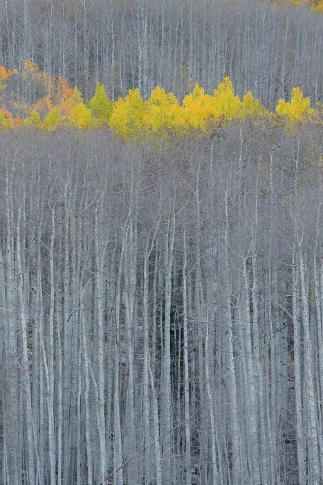 Framed Print : USA, Colorado, Gunnison National Forest. Aspen trees with yellow tops in autumn. ©Don Grall  /  Jaynes Gallery  /  DanitaDelimont.com