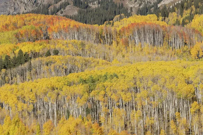 Framed Print : USA, Colorado, Gunnison National Forest. Aspen forest in autumn. ©Don Grall / Jaynes Gallery / DanitaDelimont.com Framed Print : USA, Colorado, Gunnison National Forest. Aspen forest in autumn. ©Don Grall / Jaynes Gallery / DanitaDelimont.com