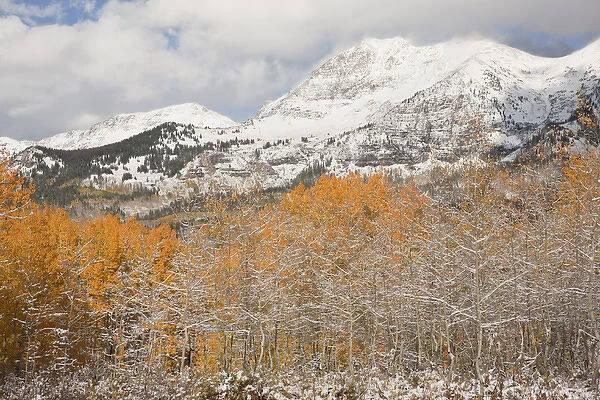 USA, Colorado, Gunnison National Forest, Mt. Owen. Aspen trees after an autumn snowstorm