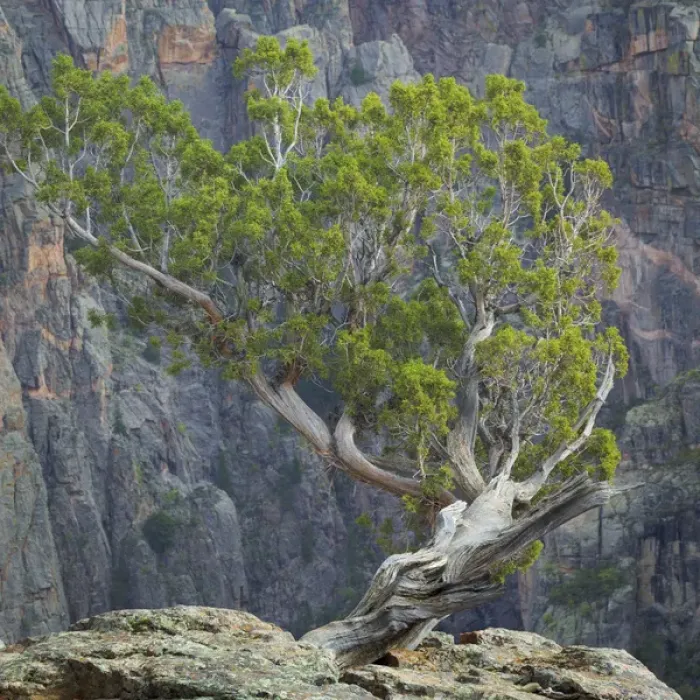 Framed Print : USA, Colorado, Gunnison National Park. Tree on ledge of Black Canyon