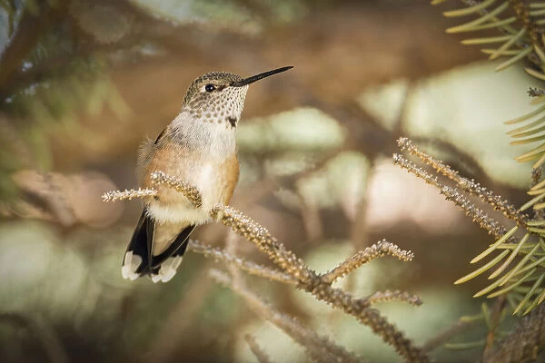 USA, Colorado, hummingbird