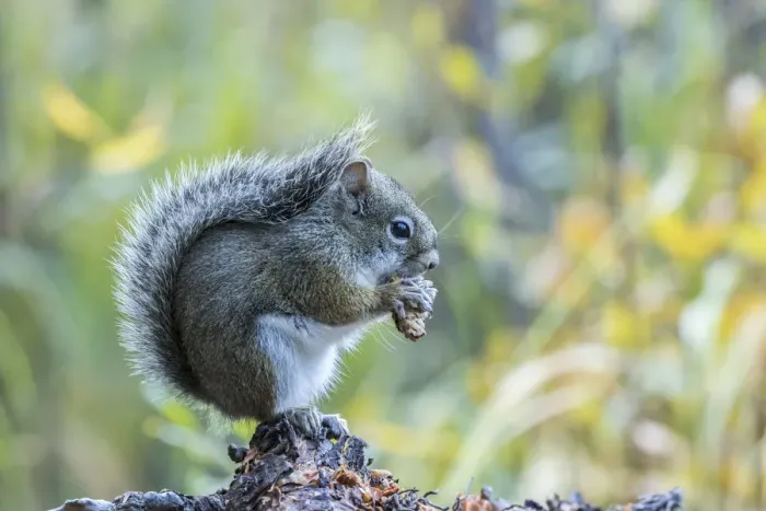 Framed Print : USA, Colorado, Indian Peaks Wilderness. Red squirrel eating pine cone Framed Print : USA, Colorado, Indian Peaks Wilderness. Red squirrel eating pine cone