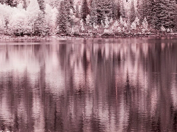 USA, Colorado. Infrared of Aspen trees reflecting in Lost Lake