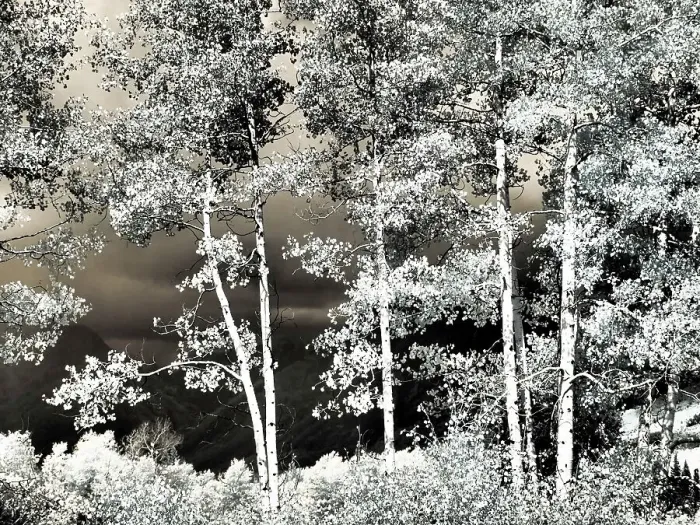 Framed Print : USA, Colorado. Infrared of Aspens along the Kebler Pass Framed Print : USA, Colorado. Infrared of Aspens along the Kebler Pass